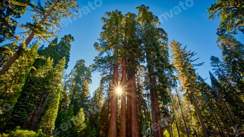 Preview: Sunrise In The Sequoias, General Grant Grove, Sequoia & Kings Canyon National Park