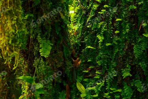 Preview: Lush green fern and moss growing densely on forest surface in tropical woodland, capturing natural