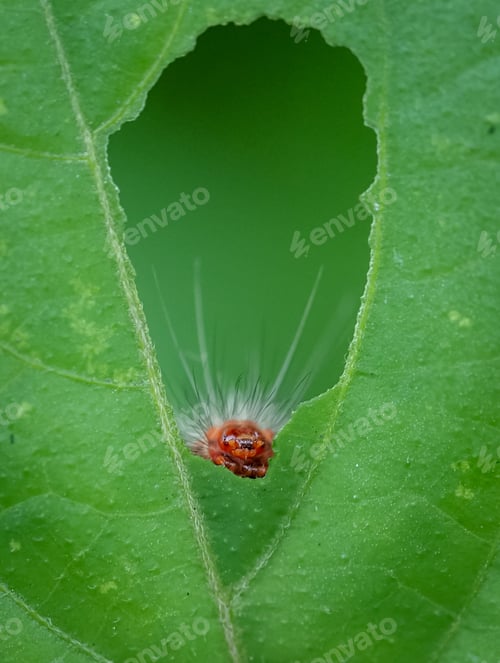 Preview: catapilar