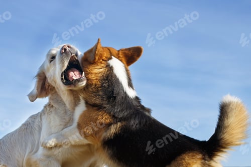 Preview: Welsh Corgi Pembroke and Golden Retriever playing in the garden on green grass. Dods have fun
