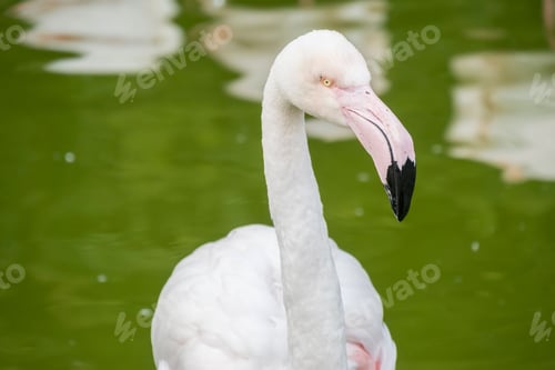 Preview: Vibrant close-up shot of a stunning flamingo standing in shallow water