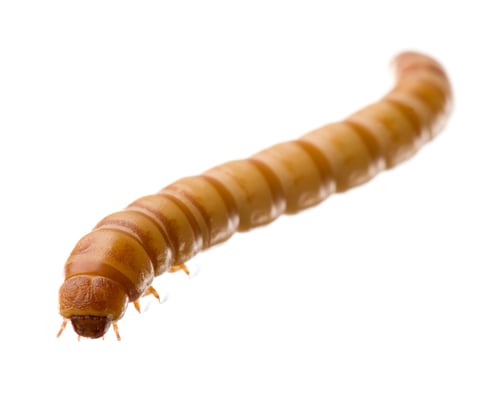Preview: Larva of Mealworm - Tenebrio molitor