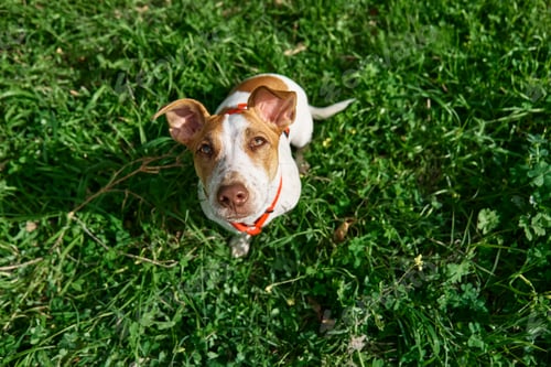 Preview: Funny Jack Russell terrier playing outdoor. Cute adorable doggy looking up in green grass.