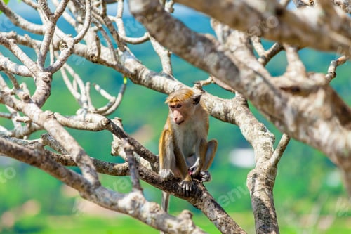 Preview: monkey on the tree