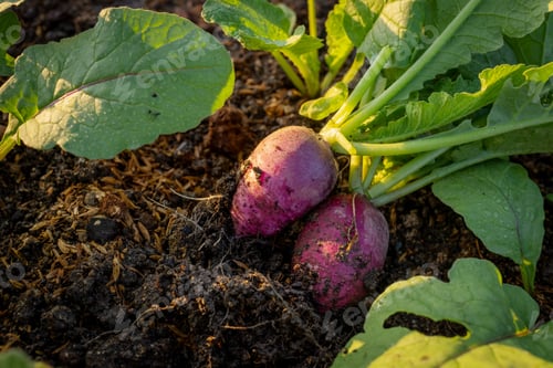 Preview: A purple radish vegetable in organic farming garden.