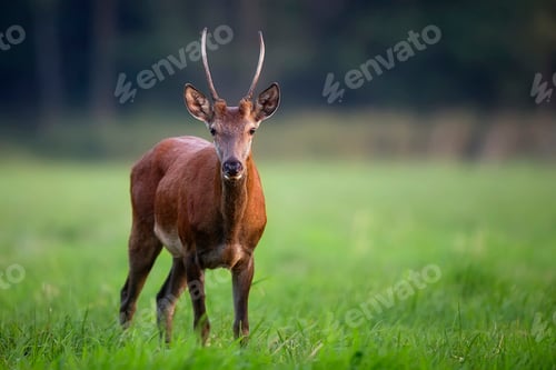 Preview: Red deer in a clearing in the wild
