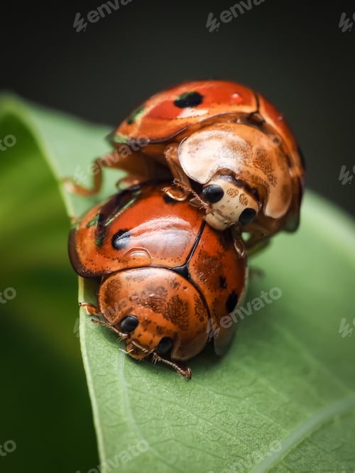 Preview: ladybugs