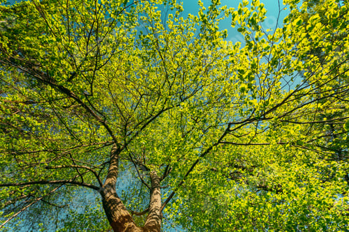 Preview: Spring Canopy Of Tree. Deciduous Forest, Summer Nature At Sunny Day. Upper Branches Of Tree With