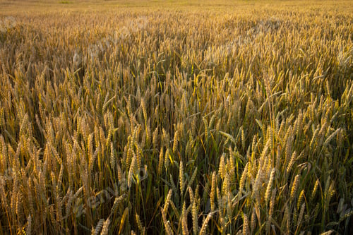 Preview: Wheat, rye field. Ears of golden wheat, rye close-up. Rural landscapes sunlight.
