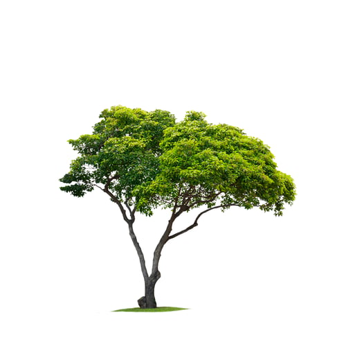 Preview: Mimusops elengi, spanish cherry or bullet wood tree on isolated white background with clipping path