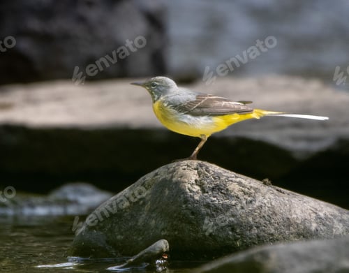 Preview: Yellow Mountain Wagtail (Motacilla cinerea) bird perched on a rock near a tranquil lake