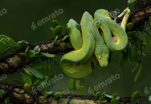 Preview: Closeup of a Green Tree Python on a tree