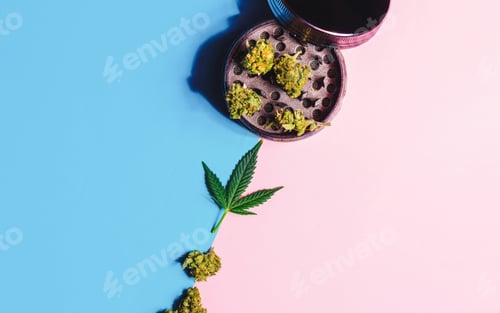 Preview: Cannabis flower buds Medical Marihuana leafs and grinder on pink blue background