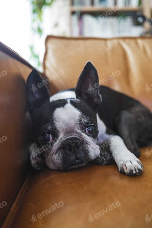 Preview: A Boston Terrier Dog Board in Quarantine