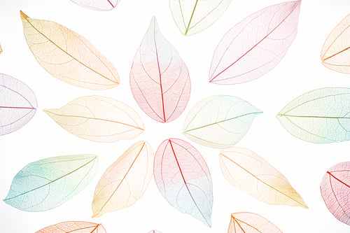 Preview: Mandala pattern made of multicolor, transparent leaves skeleton with a beautiful texture.