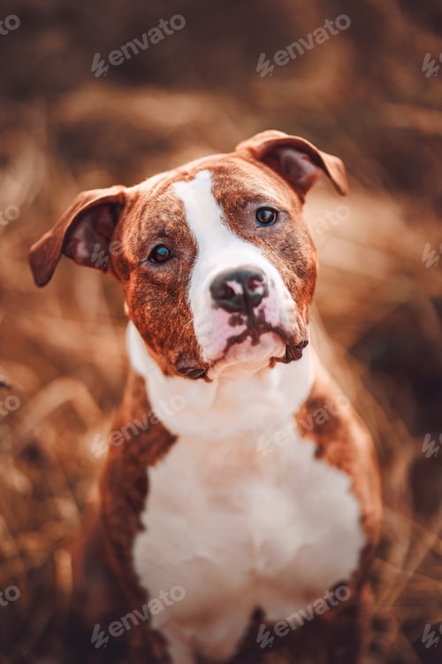 Preview: Vertical shot of a close up of an American Staffordshire terrier looking at the camrera