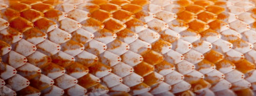 Preview: Close-up of corn snakeskin or red rat snakeskin, Pantherophis guttattus
