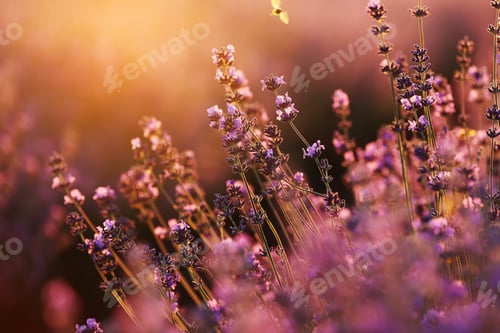 Preview: close up of bushes lavender blooming scented fields on sunset. lavender purple aromatic flowers at