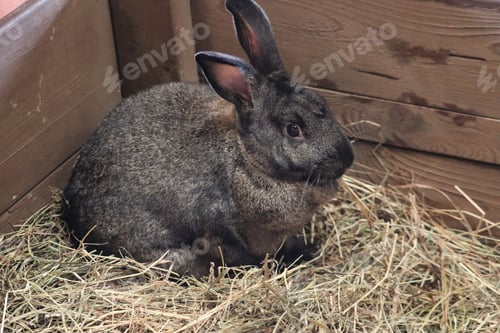 Preview: Rabbit resting in hay near a wooden wall