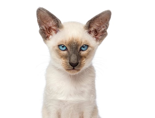 Preview: Oriental shorthair kitten looking at camera on white background
