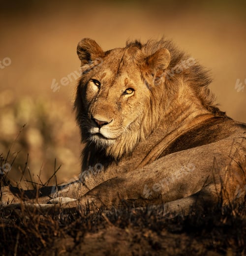 Preview: Male lion lies in grass eyeing camera