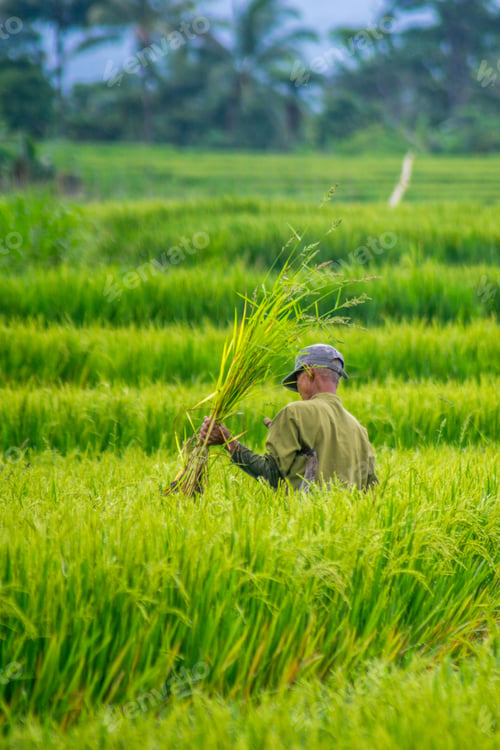 Preview: Beautiful morning view in Indonesia, panoramic landscape of rice fields