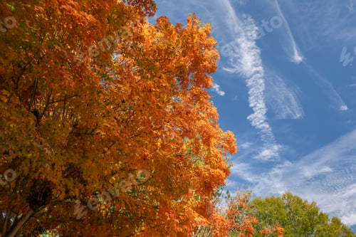 Preview: Beautiful autumn landscape in Tennessee mountain forest