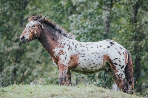 Preview: Beautiful horse outdoors enjoying nature
