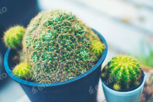 Preview: Selective focus close-up top-view shot on cactus cluster. well known species of cactus