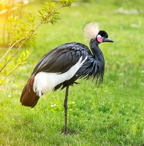 Preview: Grey crowned Crane