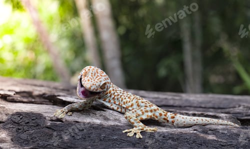 Preview: Tokay gecko clings into a tree