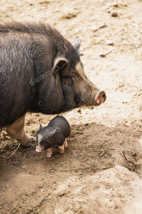 Preview: Sow and Piglet
