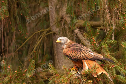 Preview: Beautiful shot of a red kite perched on a tree branch in the forest during daytime