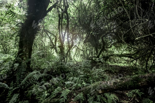Preview: Old growth forest in Nord Kivu, DRC