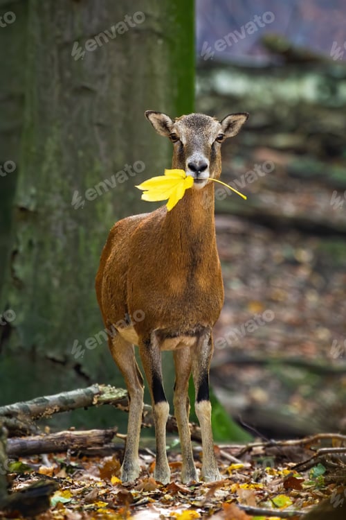Preview: Mouflon holding leaf in mouth in autumn in vertical shot
