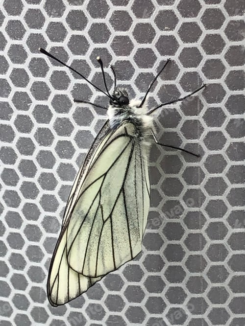 Preview: Tone on tone for this butterfly