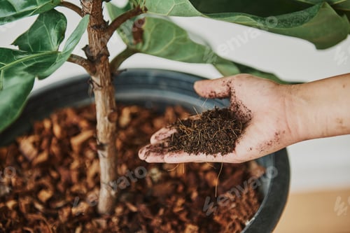 Preview: Woman taking care of her plant baby