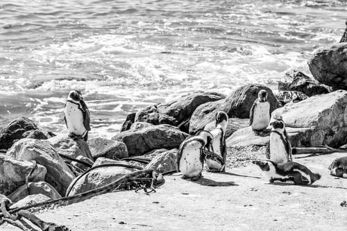 Preview: African Penguins at Stony Point Nature Reserve. Monochrome