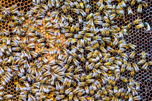 Preview: swarm of bees on honeycomb frames in apiary