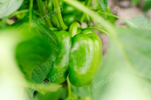 Preview: Green bell pepper