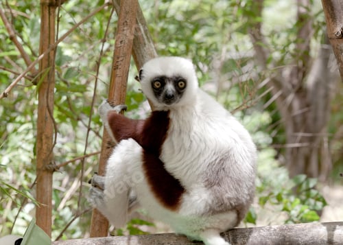 Preview: A Coquerel's sifaka sitting on wooden beams
