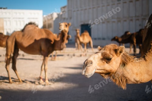 Preview: Herd of camels in Doha in Qatar