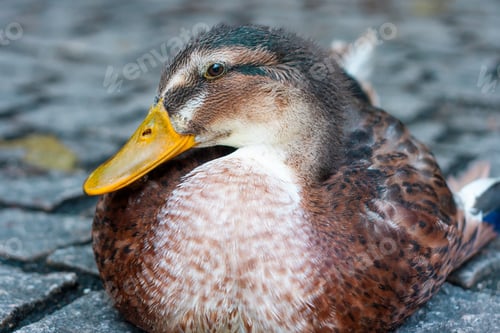 Preview: Close up shot of a beautiful mallard in a lake