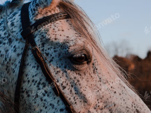 Preview: arabian, horse, mare, stallion, riding