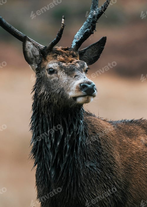 Preview: Deer bull in nature