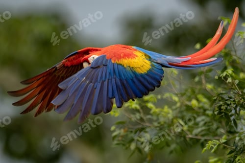 Preview: bird, parrot, Scarlet, Macaw, flying