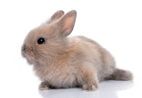 Preview: brown baby rabbit (5 weeks old)