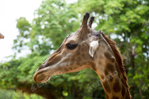 Preview: Closeup view of a giraffe face