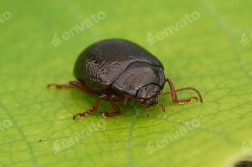 Preview: Detailed closeup on the shiny Bronze leaf beetle, Chrysolina bankii on a green leaf