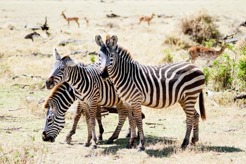 Preview: three zebras intent on browsing